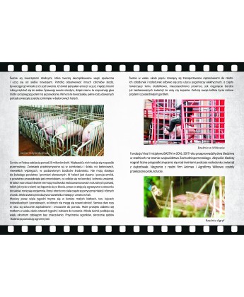 Pakiet 50 ulotek kampanii dot. świnek