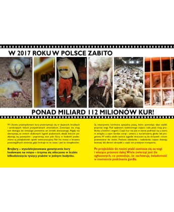 Pakiet 50 ulotek kampanii o kurach (brojlery)