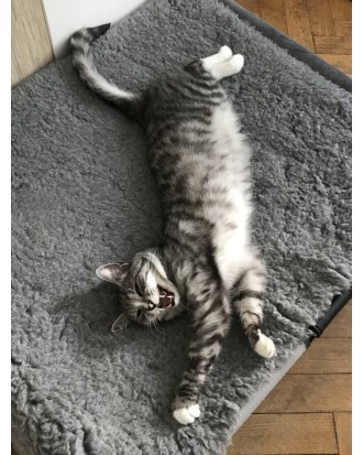 Skarpetki Viva! '24 Kotki Krzyśki