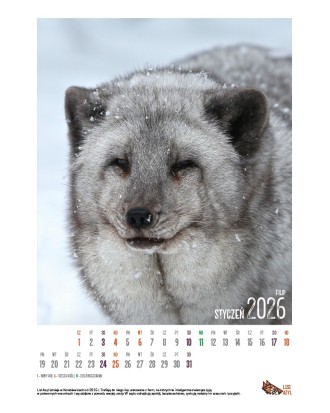 Kalendarz Lisi Azyl 2026 - PRZEDSPRZEDAŻ WYSYŁKA OD 08.12.2025