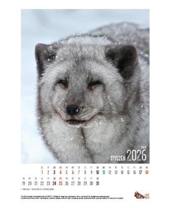 Kalendarz Lisi Azyl 2026 - PRZEDSPRZEDAŻ WYSYŁKA OD 08.12.2025