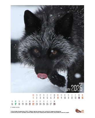 Kalendarz Lisi Azyl 2026 - PRZEDSPRZEDAŻ WYSYŁKA OD 08.12.2025