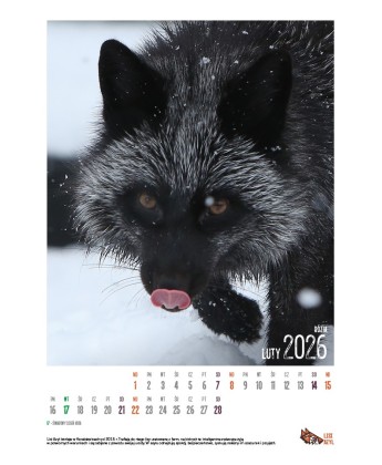 Kalendarz Lisi Azyl 2026 - PRZEDSPRZEDAŻ WYSYŁKA OD 08.12.2025