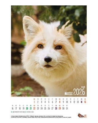 Kalendarz Lisi Azyl 2026 - PRZEDSPRZEDAŻ WYSYŁKA OD 08.12.2025