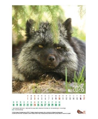 Kalendarz Lisi Azyl 2026 - PRZEDSPRZEDAŻ WYSYŁKA OD 08.12.2025