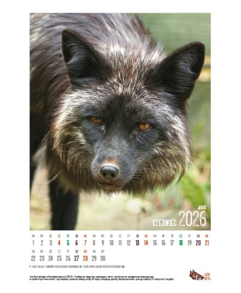 Kalendarz Lisi Azyl 2026 - PRZEDSPRZEDAŻ WYSYŁKA OD 08.12.2025