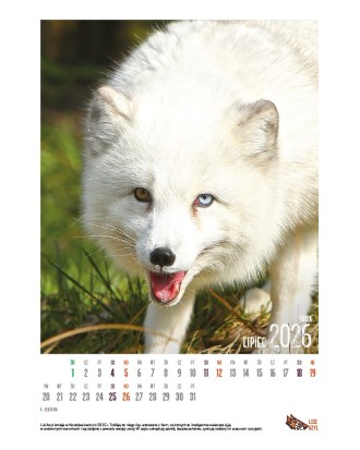 Kalendarz Lisi Azyl 2026 - PRZEDSPRZEDAŻ WYSYŁKA OD 08.12.2025