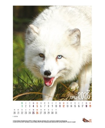 Kalendarz Lisi Azyl 2026 - PRZEDSPRZEDAŻ WYSYŁKA OD 08.12.2025