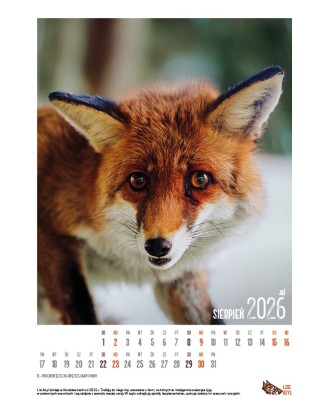 Kalendarz Lisi Azyl 2026 - PRZEDSPRZEDAŻ WYSYŁKA OD 08.12.2025