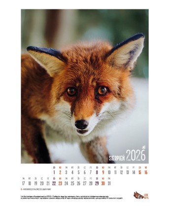 Kalendarz Lisi Azyl 2026 - PRZEDSPRZEDAŻ WYSYŁKA OD 08.12.2025