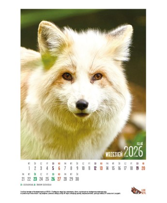 Kalendarz Lisi Azyl 2026 - PRZEDSPRZEDAŻ WYSYŁKA OD 08.12.2025