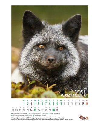 Kalendarz Lisi Azyl 2026 - PRZEDSPRZEDAŻ WYSYŁKA OD 08.12.2025