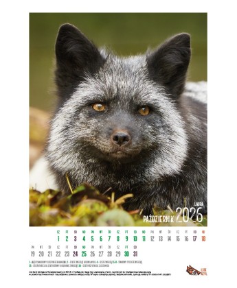 Kalendarz Lisi Azyl 2026 - PRZEDSPRZEDAŻ WYSYŁKA OD 08.12.2025