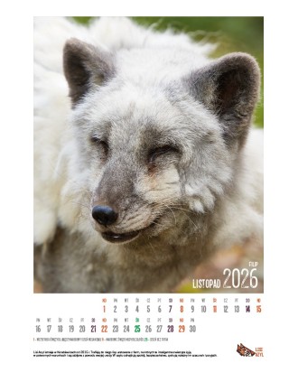 Kalendarz Lisi Azyl 2026 - PRZEDSPRZEDAŻ WYSYŁKA OD 08.12.2025