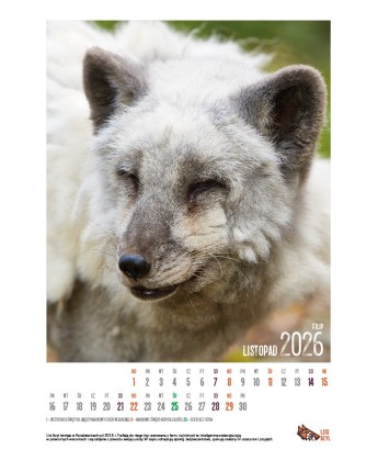 Kalendarz Lisi Azyl 2026 - PRZEDSPRZEDAŻ WYSYŁKA OD 08.12.2025