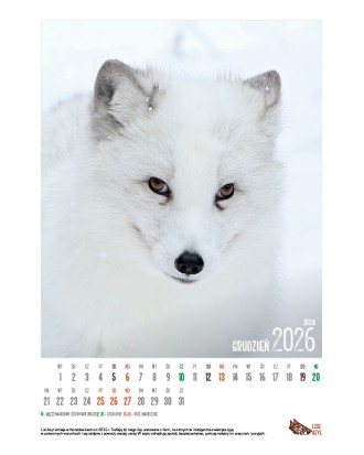 Kalendarz Lisi Azyl 2026 - PRZEDSPRZEDAŻ WYSYŁKA OD 08.12.2025