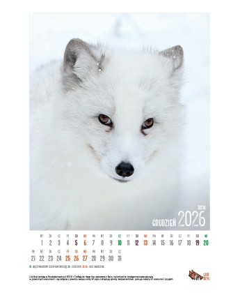 Kalendarz Lisi Azyl 2026 - PRZEDSPRZEDAŻ WYSYŁKA OD 08.12.2025