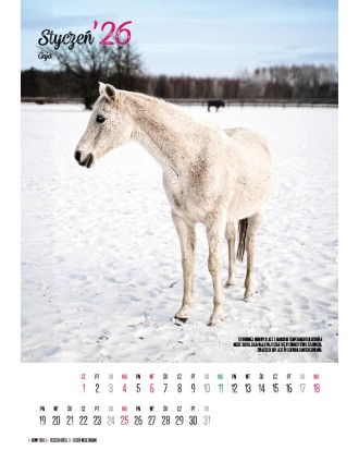Kalendarz Ratuj Konie 2026 - PRZEDSPRZEDAŻ WYSYŁKA OD 01.12.2025