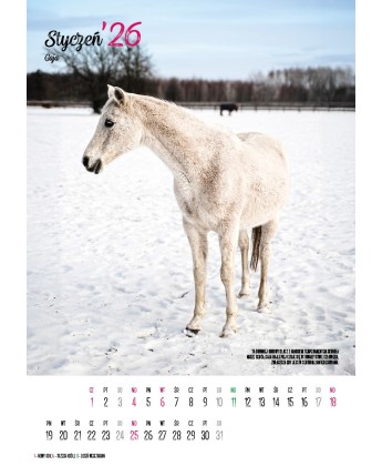 Kalendarz Ratuj Konie 2026 - PRZEDSPRZEDAŻ WYSYŁKA OD 01.12.2025