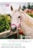 Kalendarz Ratuj Konie 2026 - PRZEDSPRZEDAŻ WYSYŁKA OD 01.12.2025