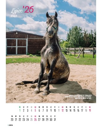 Kalendarz Ratuj Konie 2026 - PRZEDSPRZEDAŻ WYSYŁKA OD 01.12.2025