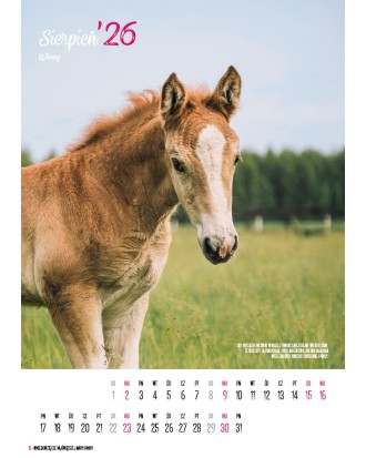 Kalendarz Ratuj Konie 2026 - PRZEDSPRZEDAŻ WYSYŁKA OD 01.12.2025