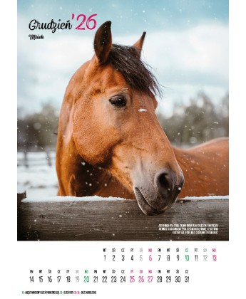 Kalendarz Ratuj Konie 2026 - PRZEDSPRZEDAŻ WYSYŁKA OD 01.12.2025