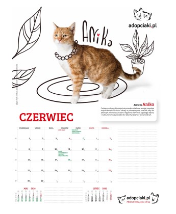 Kalendarz Adopciaki 2025 - PRZEDSPRZEDAŻ